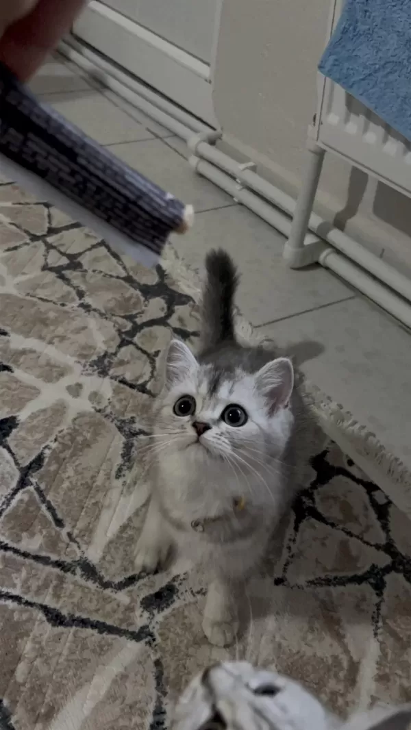 Sahiplendirmek İstiyorum Kedilerimi