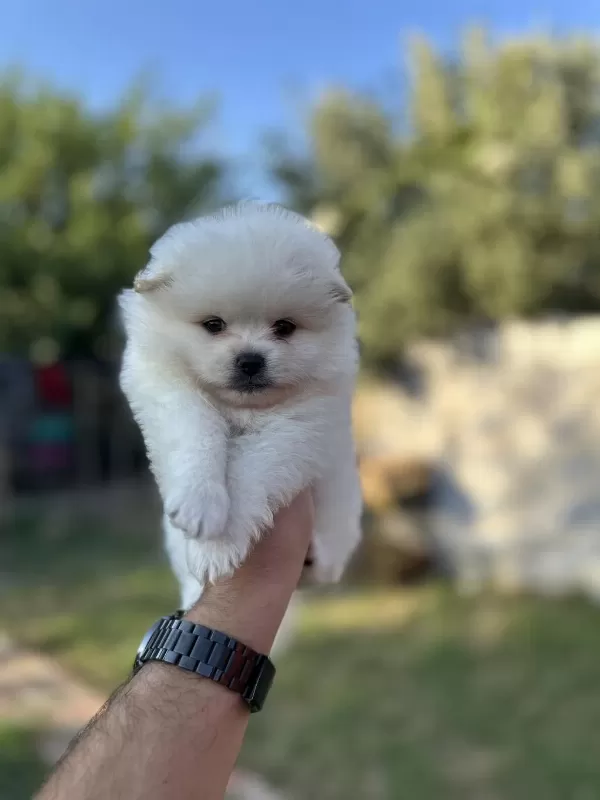Pomeranian Yavrularımız