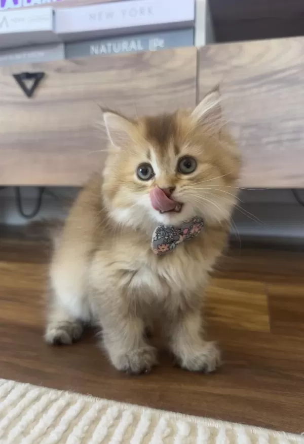 British Longhair Golden Ny25