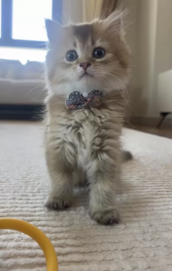British Longhair Golden Ny25