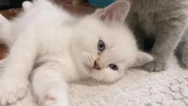 12 Mayıs Doğumlu British Shorthair Yavrularımız
