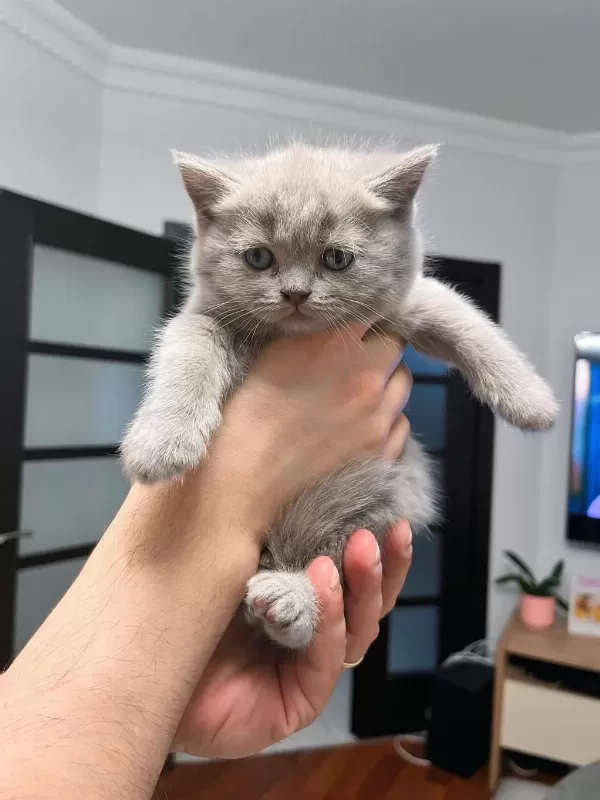 12 Mayıs Doğumlu British Shorthair Yavrularımız