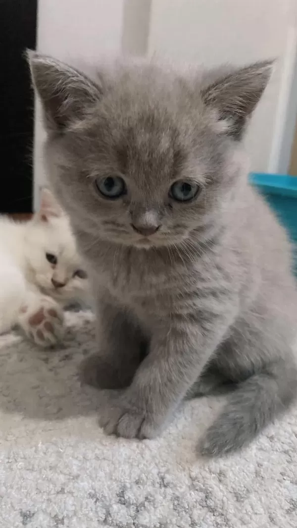 12 Mayıs Doğumlu British Shorthair Yavrularımız