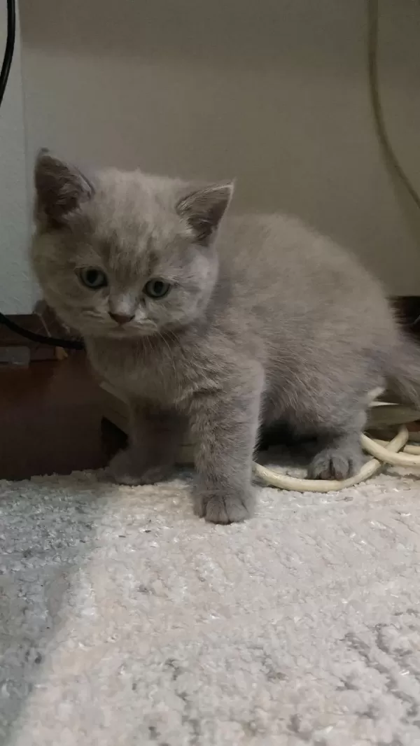 12 Mayıs Doğumlu British Shorthair Yavrularımız
