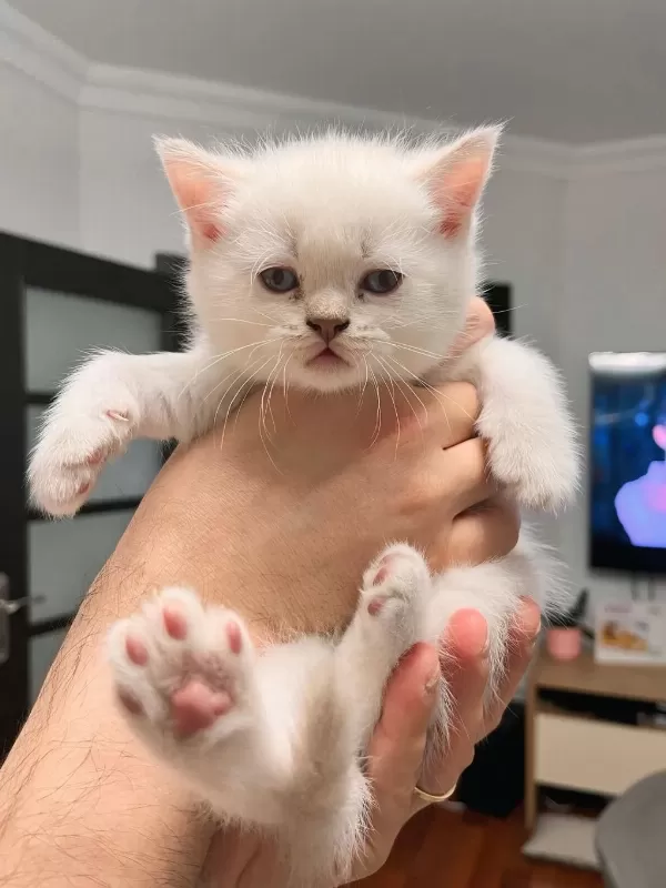 12 Mayıs Doğumlu British Shorthair Yavrularımız