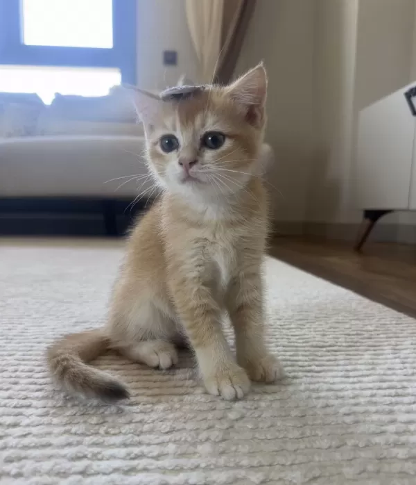 British Shorthair Golden