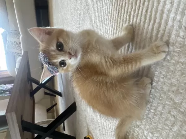 British Shorthair Golden