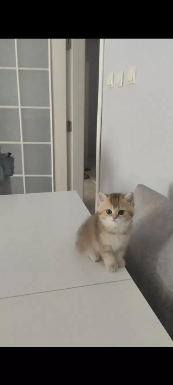 A Kalite Güzel Bir Soya Sahip Yavru Kedimiz