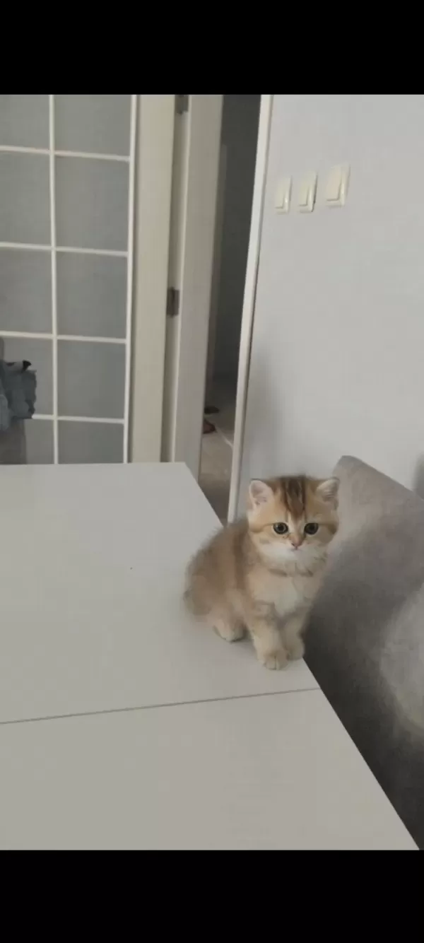 A Kalite Güzel Bir Soya Sahip Yavru Kedimiz