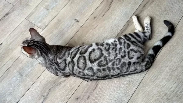 Elite Silver Bengal Kedisi Kitten Ozy
