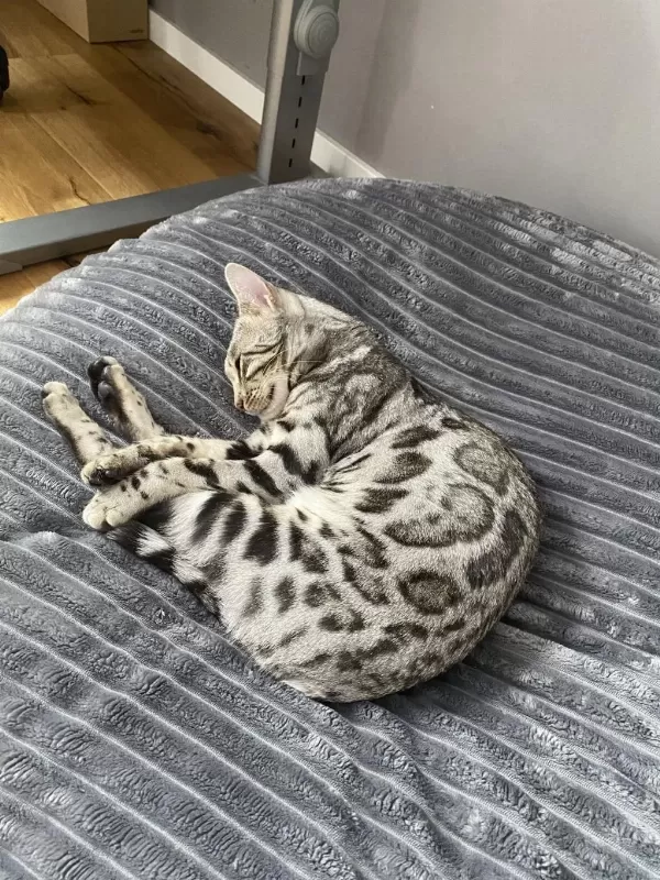 Elite Silver Bengal Kedisi Kitten Ozy