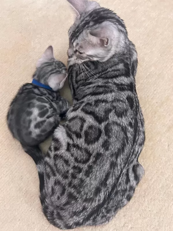 Elite Silver Bengal Kedisi Kitten Ozy