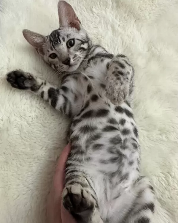 Elite Silver Bengal Kedisi Kitten Ozy