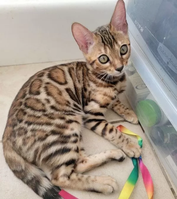 Elite Bengal Kittens