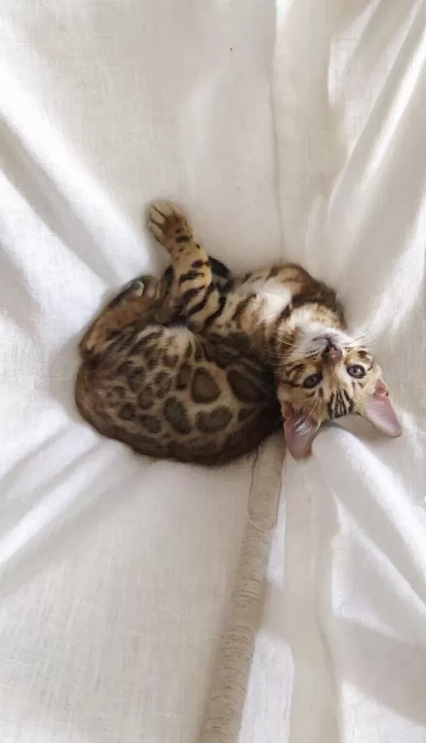 Elite Bengal Kittens