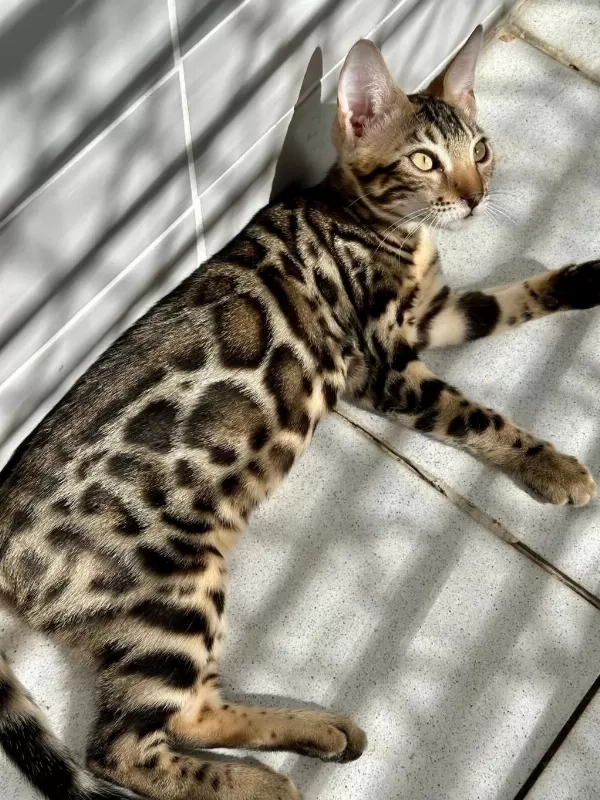 Elite Bengal Kittens