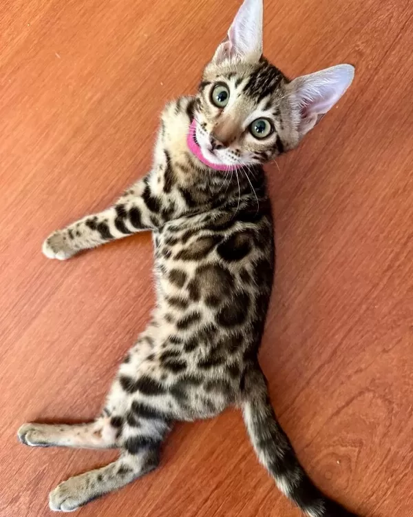 Elite Bengal Kittens