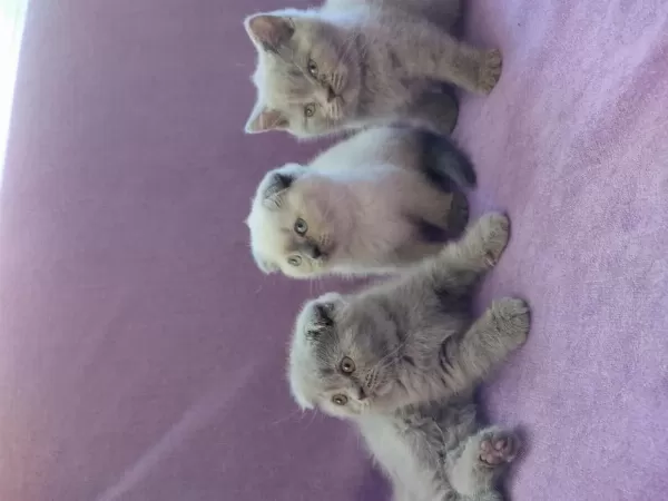 Scottish Fold Yavrularımız