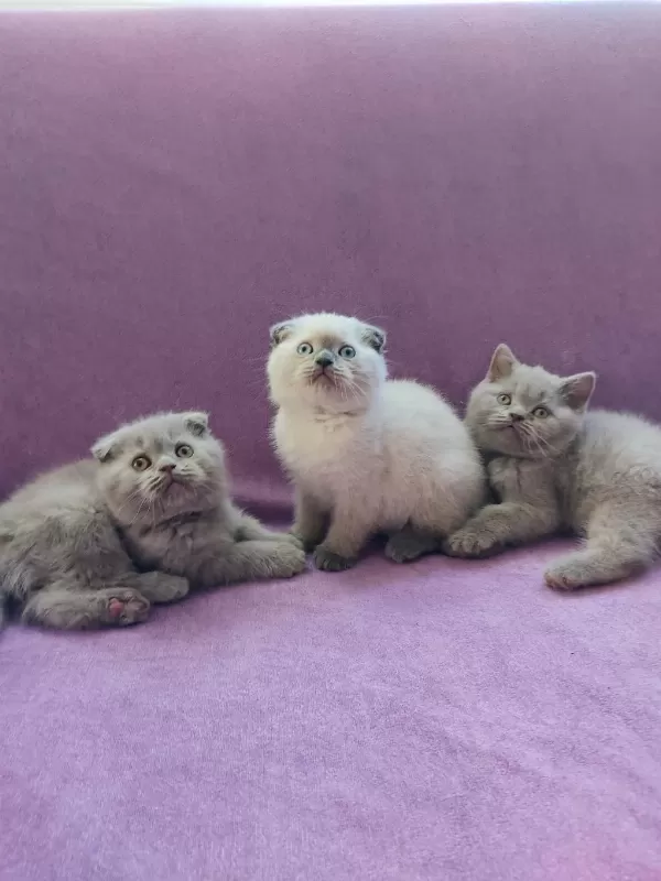 Scottish Fold Yavrularımız