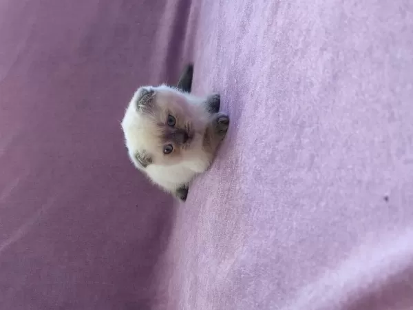 Scottish Fold Yavrularımız