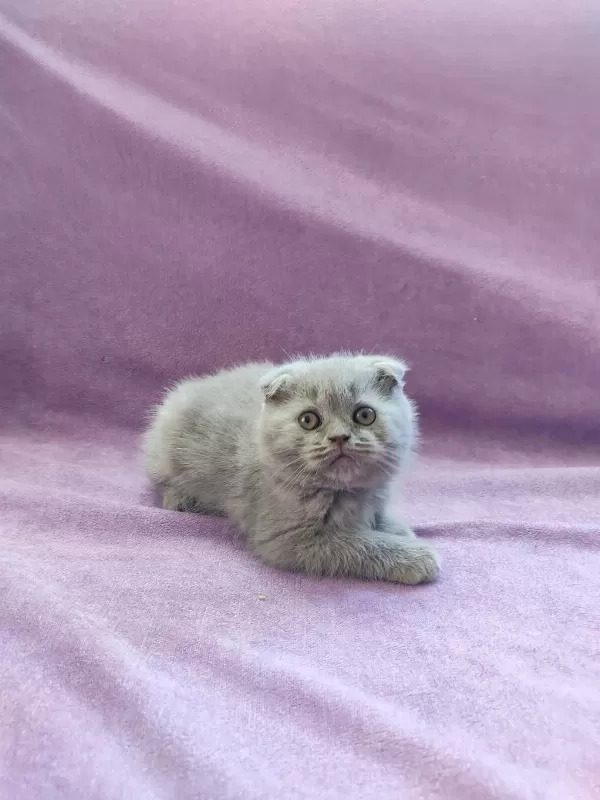 Scottish Fold Yavrularımız