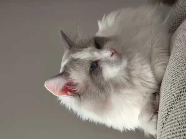 Safkan Ragdoll Blue Bi Color 5 Adet Yavru
