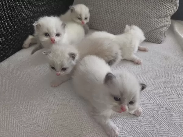 Safkan Ragdoll Blue Bi Color 5 Adet Yavru