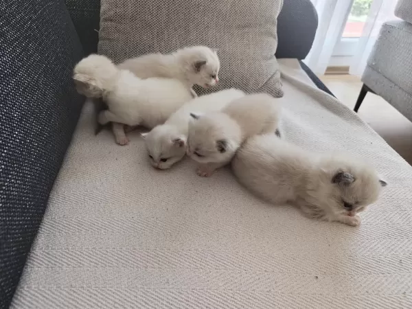 Safkan Ragdoll Blue Bi Color 5 Adet Yavru
