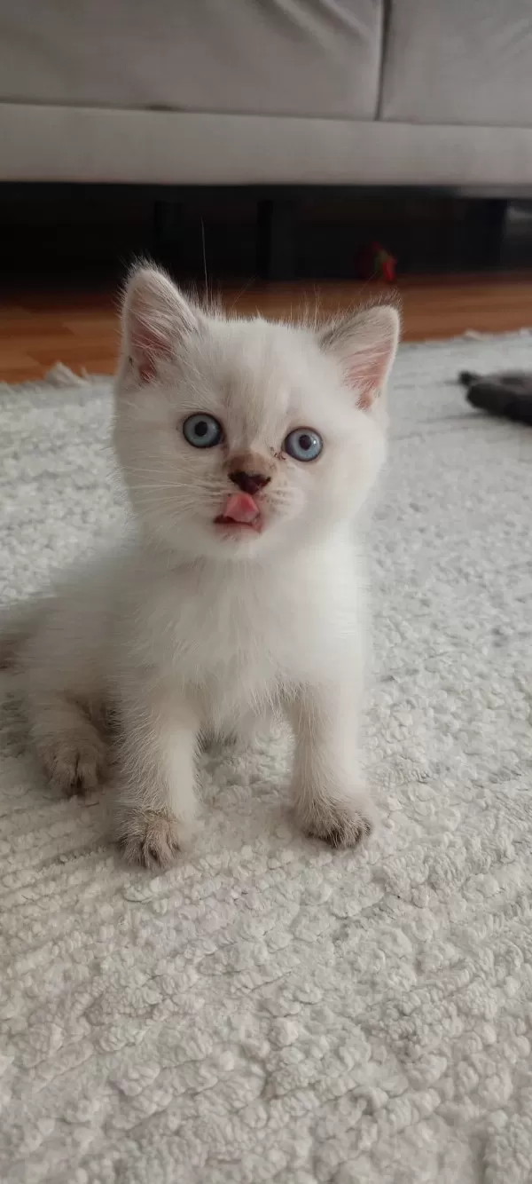 British Shorthair Yavrulara Sıcak Yuva