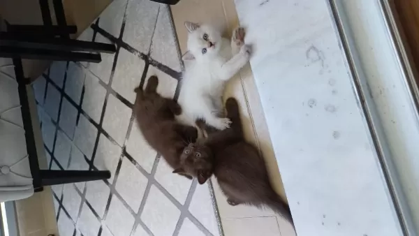 British Shorthair Yavrulara Sıcak Yuva