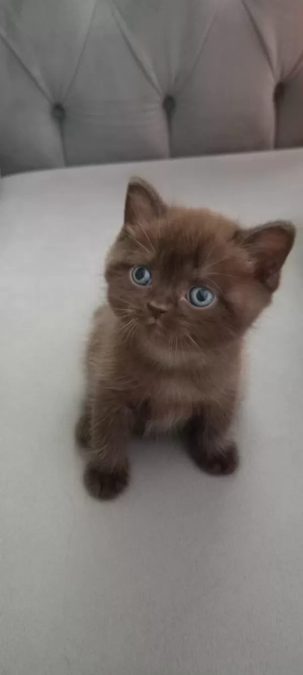 British Shorthair Yavrulara Sıcak Yuva
