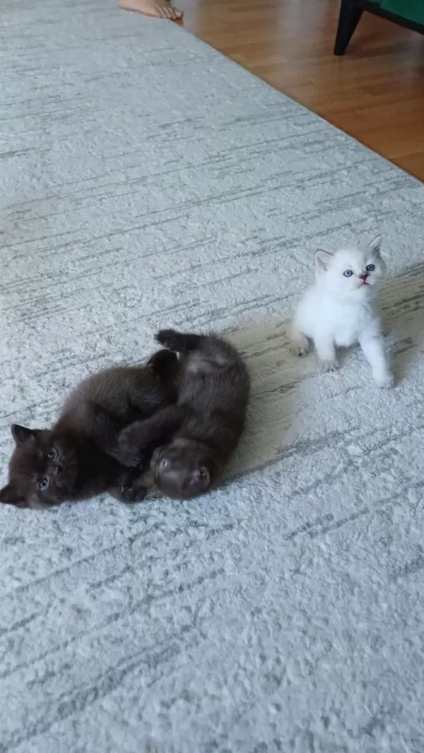 British Shorthair Yavrulara Sıcak Yuva