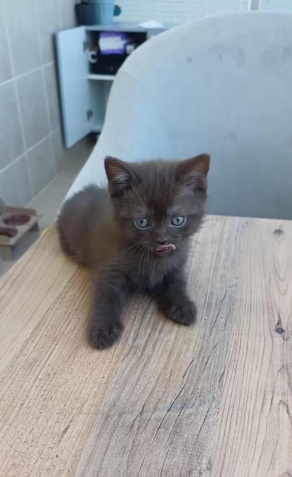 British Shorthair Yavrulara Sıcak Yuva