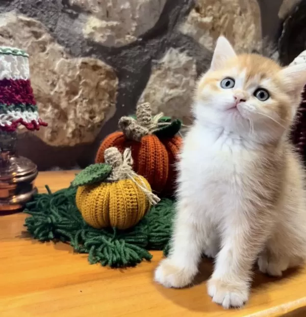 Şecereli Golden British Shorthair Ny12 Erkek Yavru