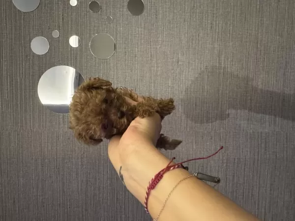 Evde Büyüyen Tuvalet Eğitimli Poodle Yavrular