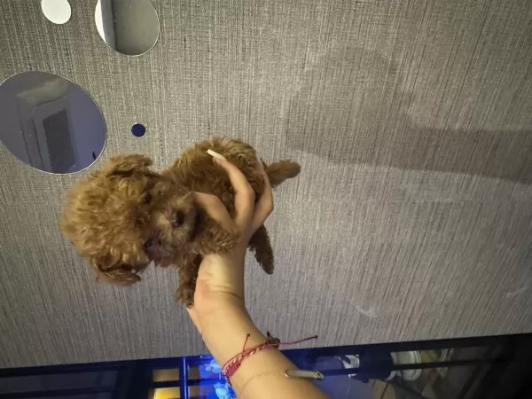 Evde Büyüyen Tuvalet Eğitimli Poodle Yavrular