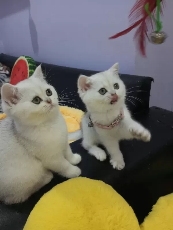 Safkan Scottish Fold Ve Straight Yavrular Catteryden