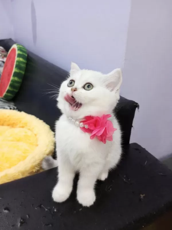 Safkan Scottish Fold Ve Straight Yavrular Catteryden
