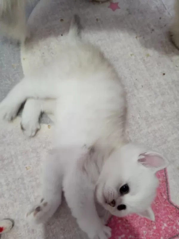 Safkan Scottish Fold Ve Straight Yavrular Catteryden