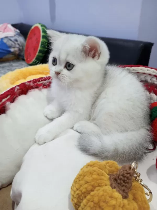 Safkan Scottish Fold Ve Straight Yavrular Catteryden