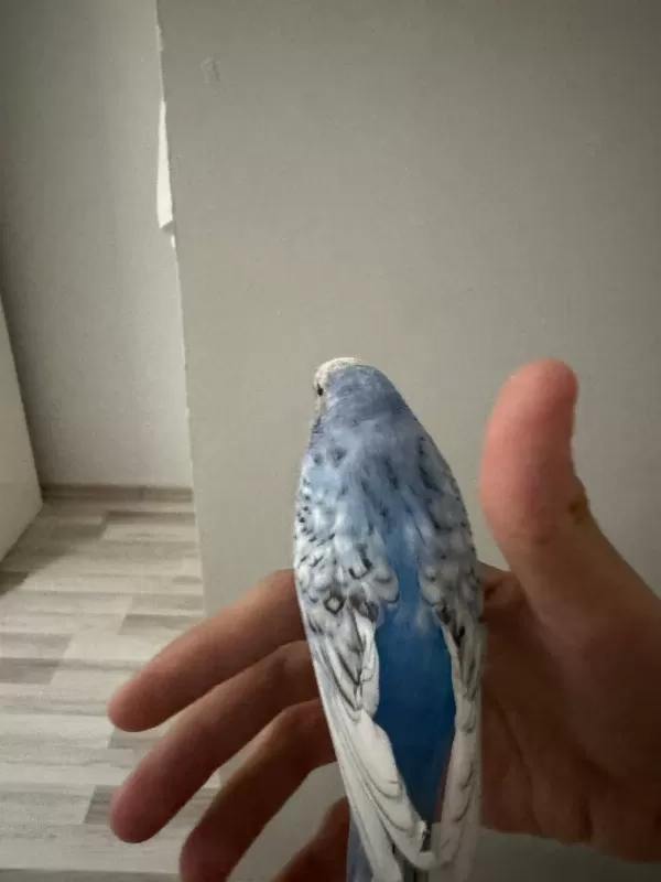 Sağlıklı Uysal Muhabbet Kuşu