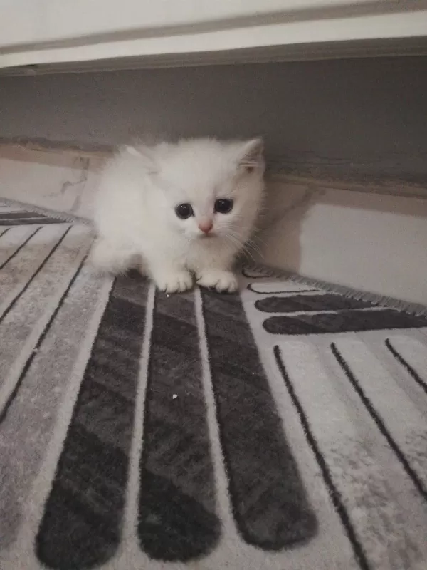 British Shorthair Yavrulara Ömürlük Yuva Aranıyor