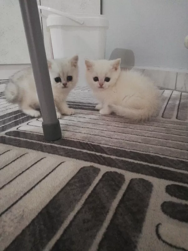 British Shorthair Yavrulara Ömürlük Yuva Aranıyor