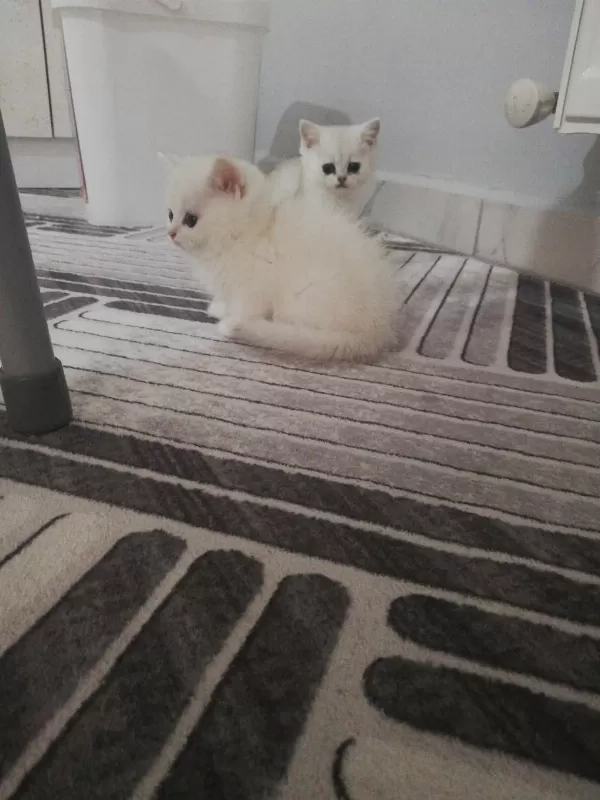 British Shorthair Yavrulara Ömürlük Yuva Aranıyor