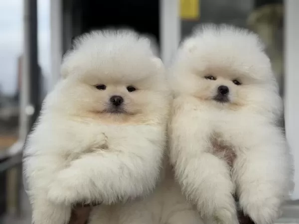 Petmode Köpek Çiftliğinden Teddy Face Pomeranian