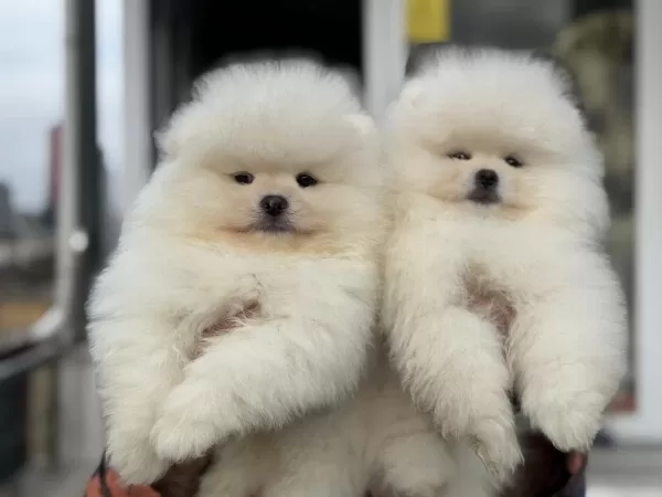 Petmode Köpek Çiftliğinden Teddy Face Pomeranian