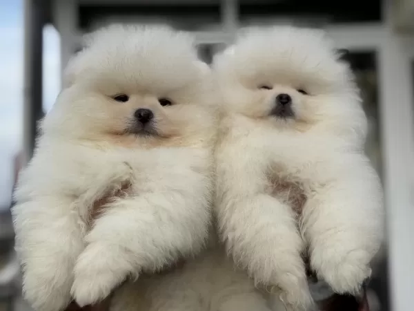 Petmode Köpek Çiftliğinden Teddy Face Pomeranian
