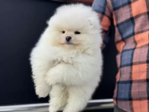 Petmode Köpek Çiftliğinden Teddy Face Pomeranian