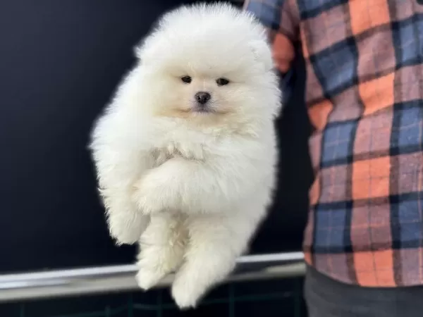 Petmode Köpek Çiftliğinden Teddy Face Pomeranian