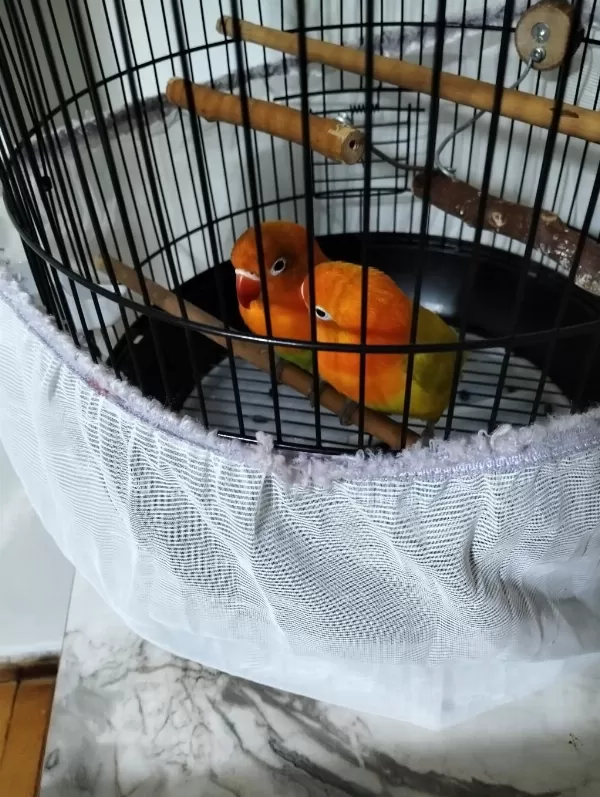 Cennet Papağanı Sevda Papağanı 6 Aylık